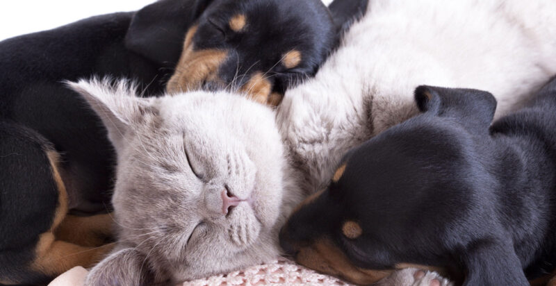 Grand Hotel Mediterraneo - Hotel pet friendly a Firenze 2