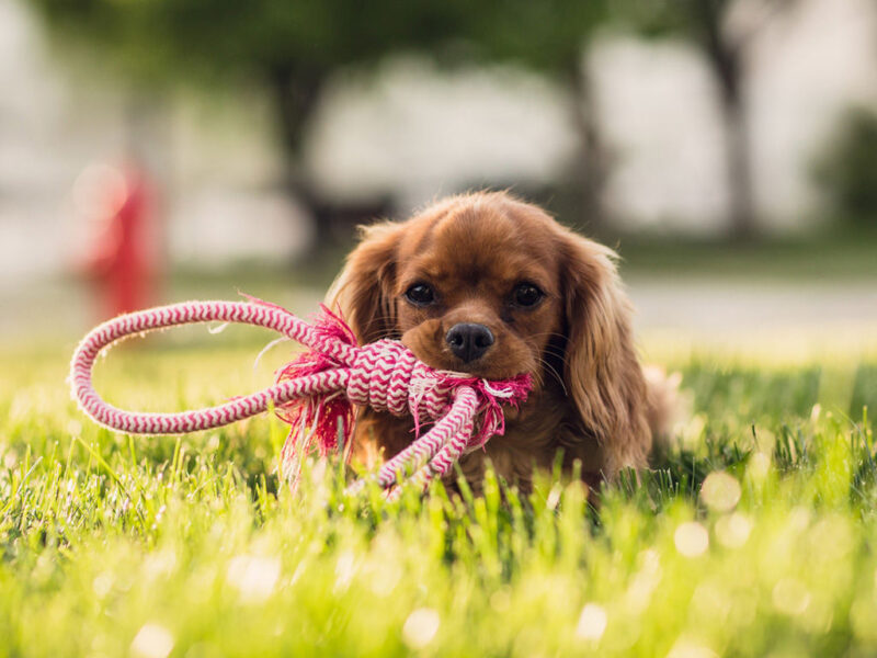 Descubra este hotel que aceita animais de estimação em Fiesole